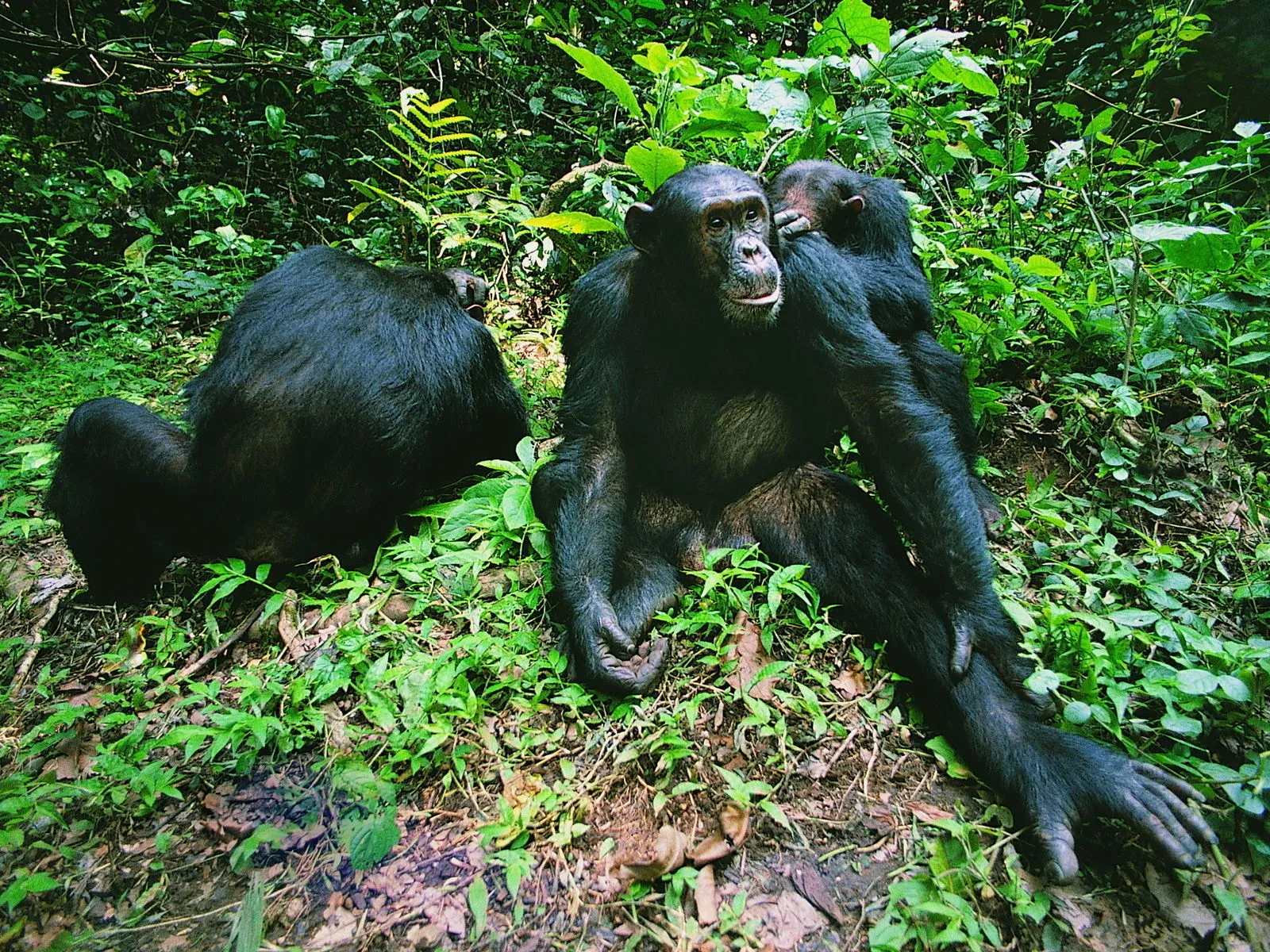 Fotos de monos en la selva para facebook Mejores fotos del mundo ...
