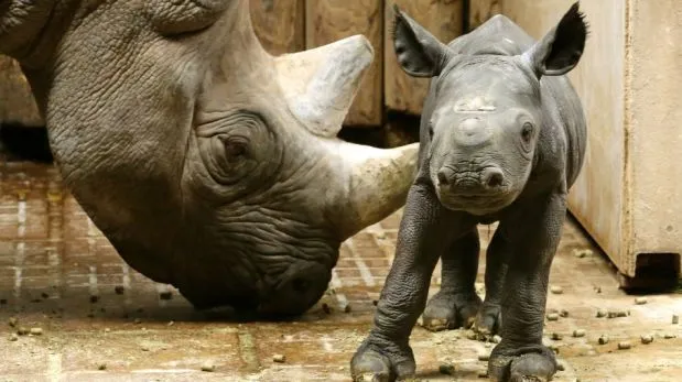 FOTOS: nace bebe de rinoceronte en peligro de extinción | Planeta ...