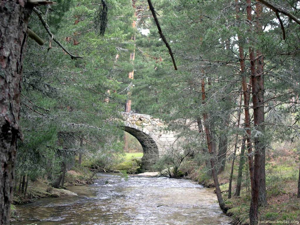 fotos naturaleza paisajes - el puente entre los arboles