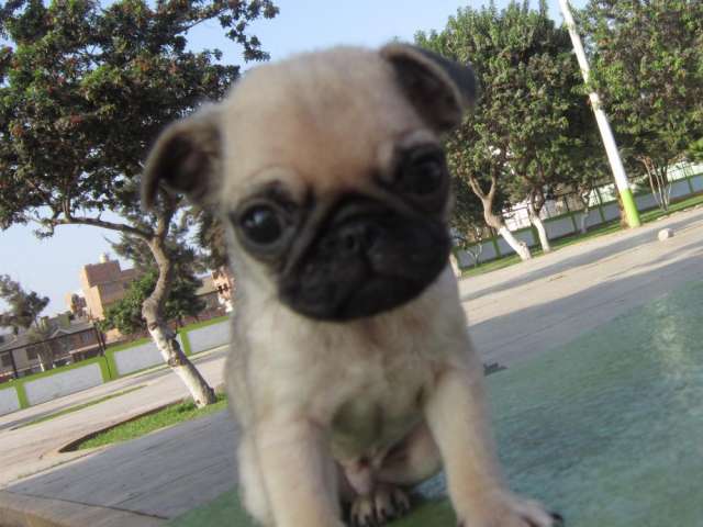 Fotos de Oferta lindo pug carlino macho de 2 meses y 1 semana en ...