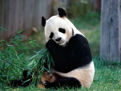 Fotos de osos: Adorable oso panda comiendo bambú