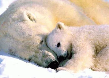 Fotos de osos: Foto de una mamá osa con osito, una imagen amorosa