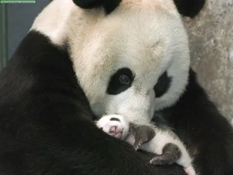 Fotos de osos: Foto de una tierna mamá osa panda con su osito bebé