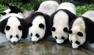 Fotos de osos: Lindos ositos panda tomando agua