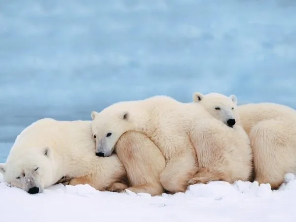 Fotos de osos: Osos polares durmiendo, auténticos ositos dormilones