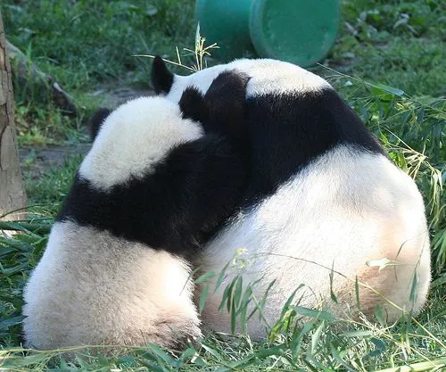 Abrazo de oso panda - Imagui