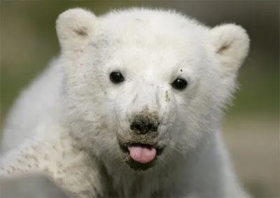 Fotos De Osos Polares