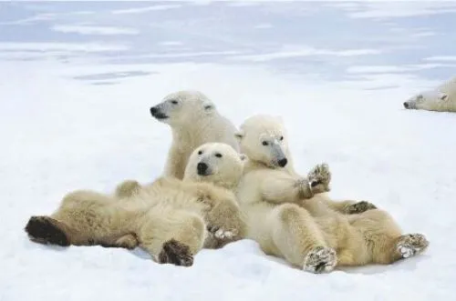 Fotos de osos polares en el Ártico | SobreFotos