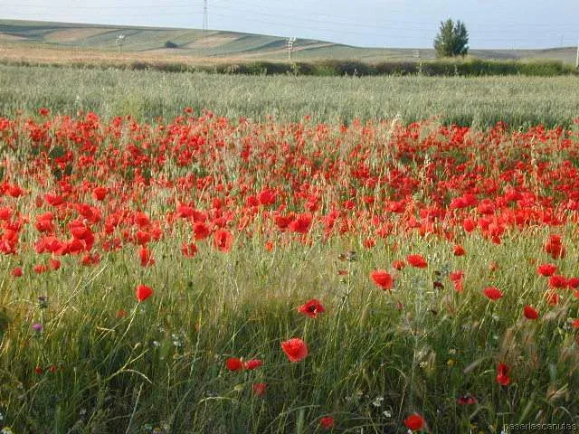 fotos de paisajes - campos de amapolas de Ajalvir