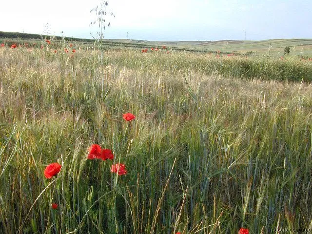 fotos de paisajes - campos de amapolas de Ajalvir