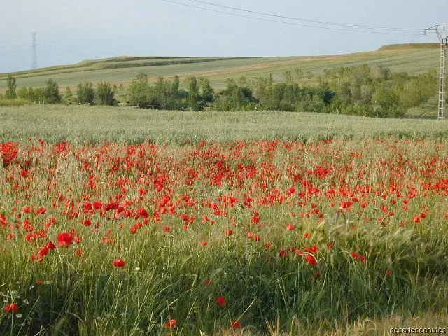 fotos de paisajes - campos de amapolas de Ajalvir