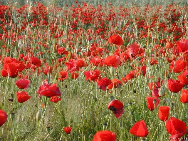 fotos de paisajes - campos de amapolas de Ajalvir