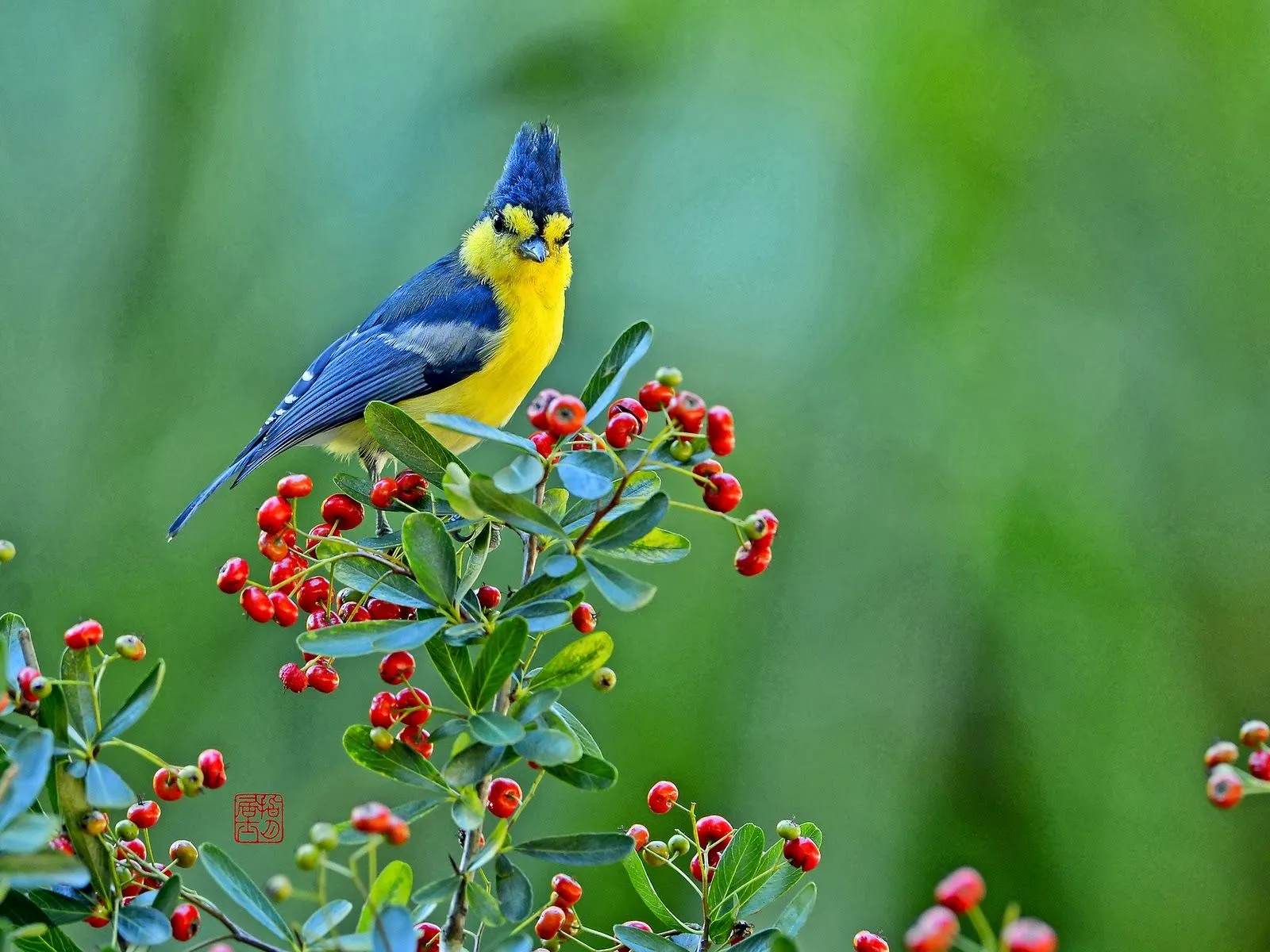 Fotos pajaro en las cerezas ~ Mejores Fotos del Mundo ...