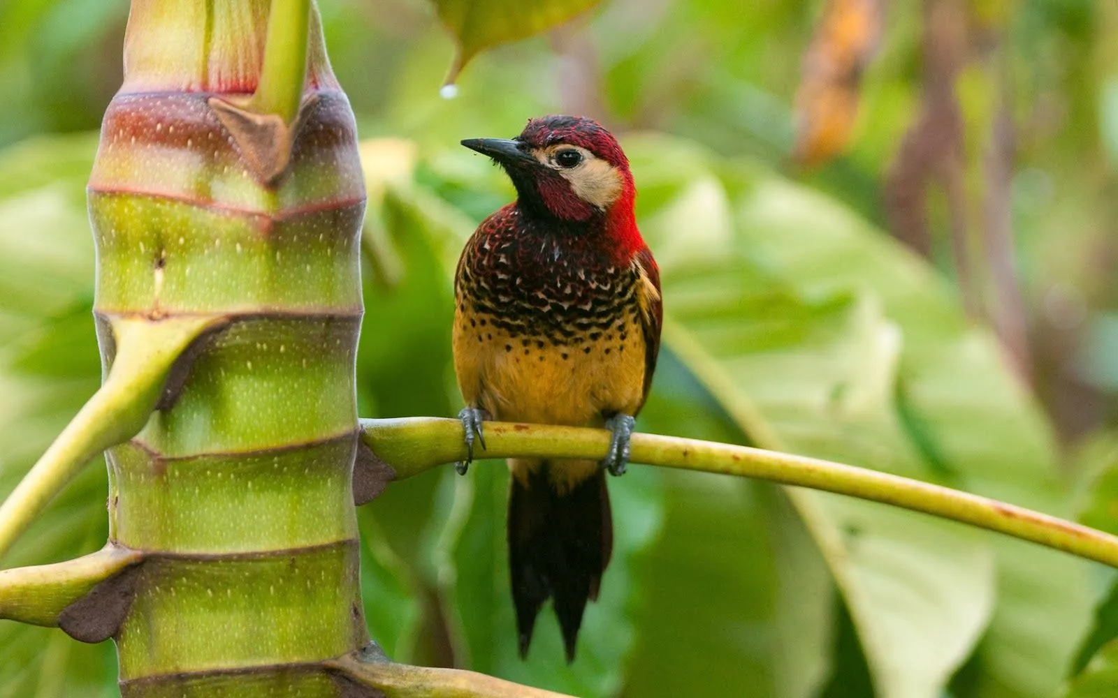 Fotos de pajaros | Fotos Bonitas de Amor | Imágenes Bonitas de Amor