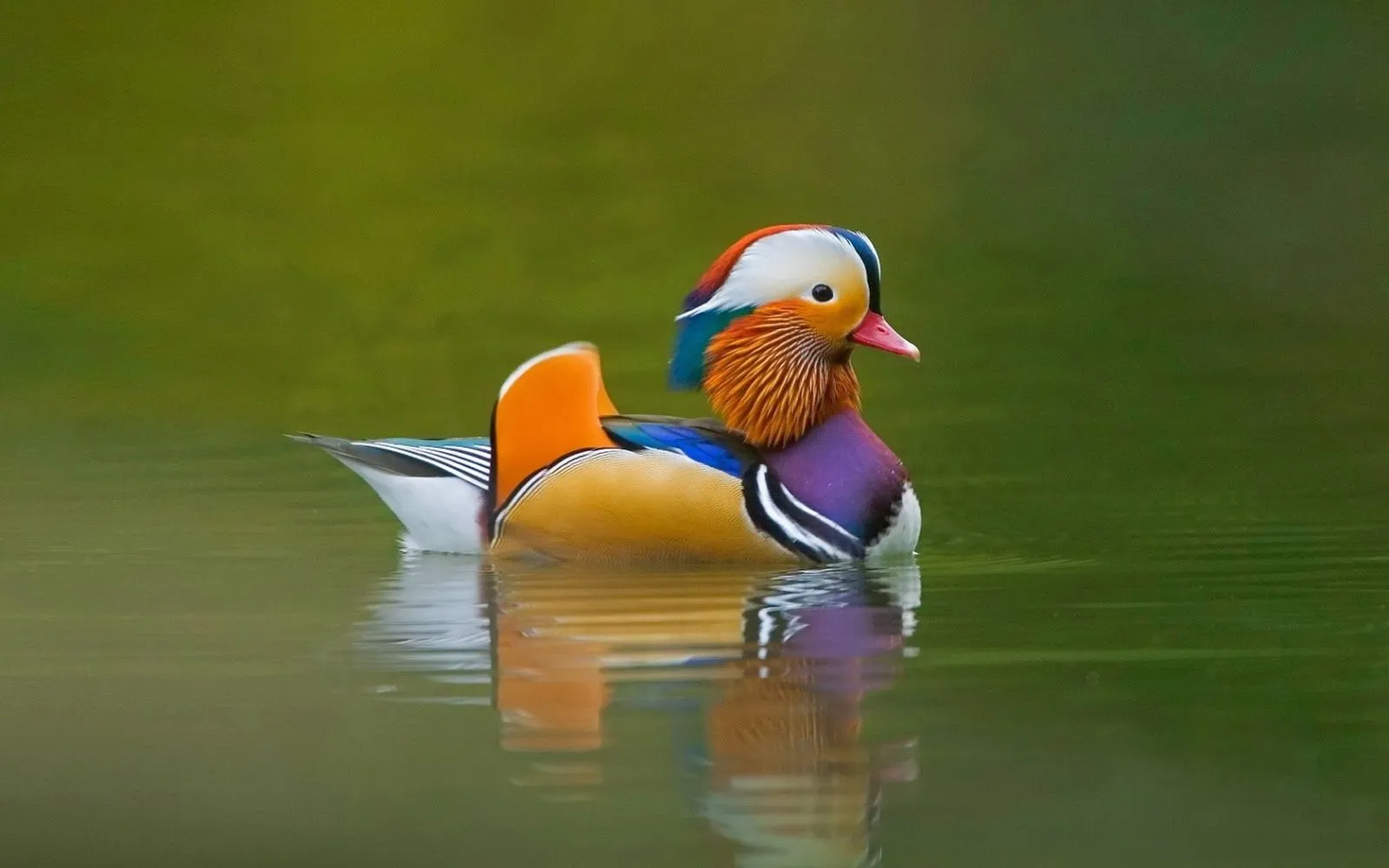 Fotos de pajaros | Fotos Bonitas de Amor | Imágenes Bonitas de Amor