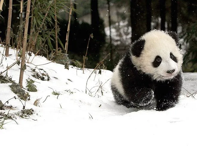 Fotos de pandas bebés tiernos - Imagui