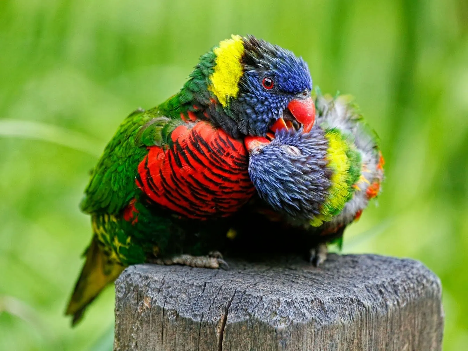 Fotos de parejas de loros ~ Mejores Fotos del Mundo | Fotografías ...