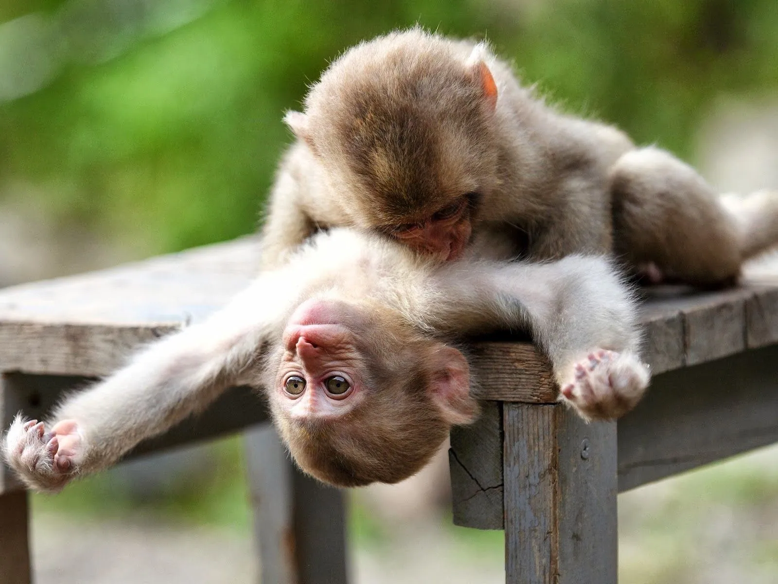 Fotos de parejas de monos Mejores fotos del mundo para facebook