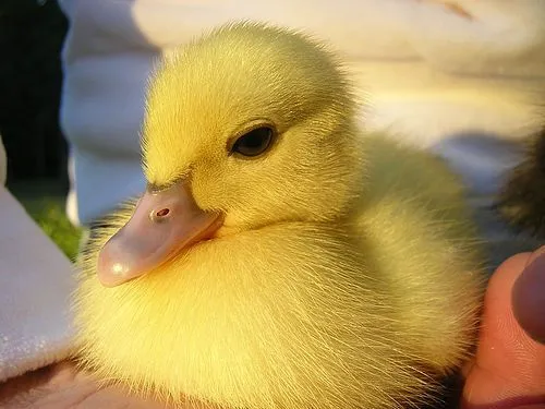 Fotos de patitos bellos ~ Fotos e imagenes graciosas, chistosas y ...