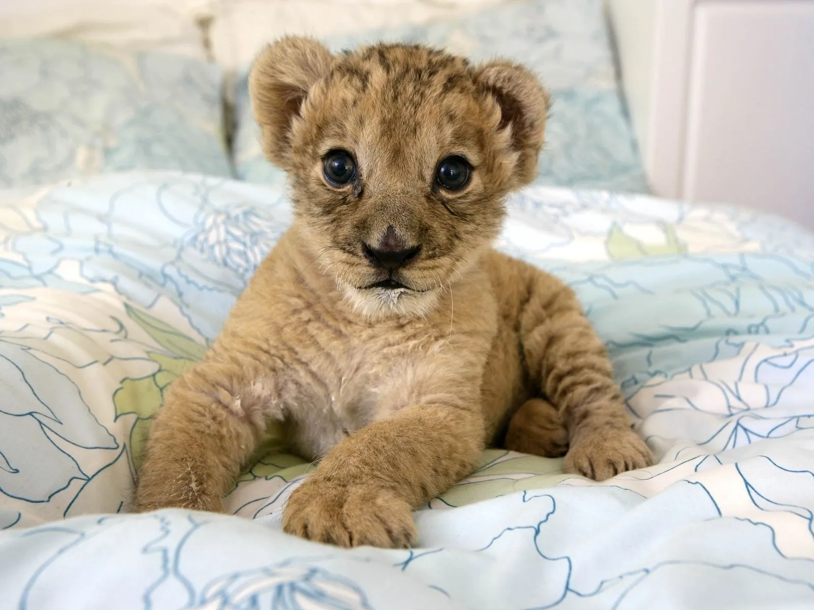 Fotos de pequeño león en la cama ~ Mejores Fotos del Mundo ...