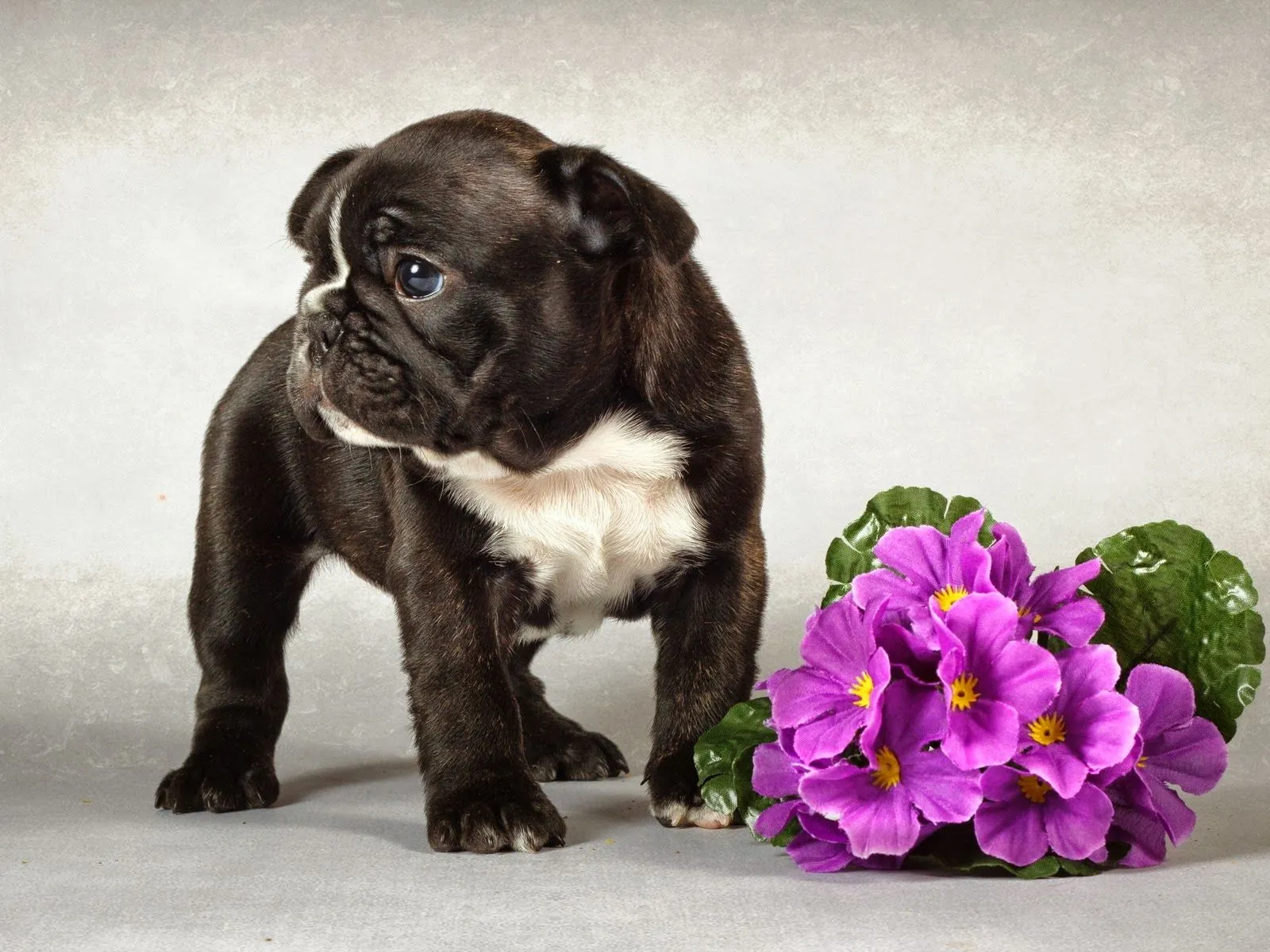 Fotos de perro con flores fucsias ~ Mejores Fotos del Mundo ...