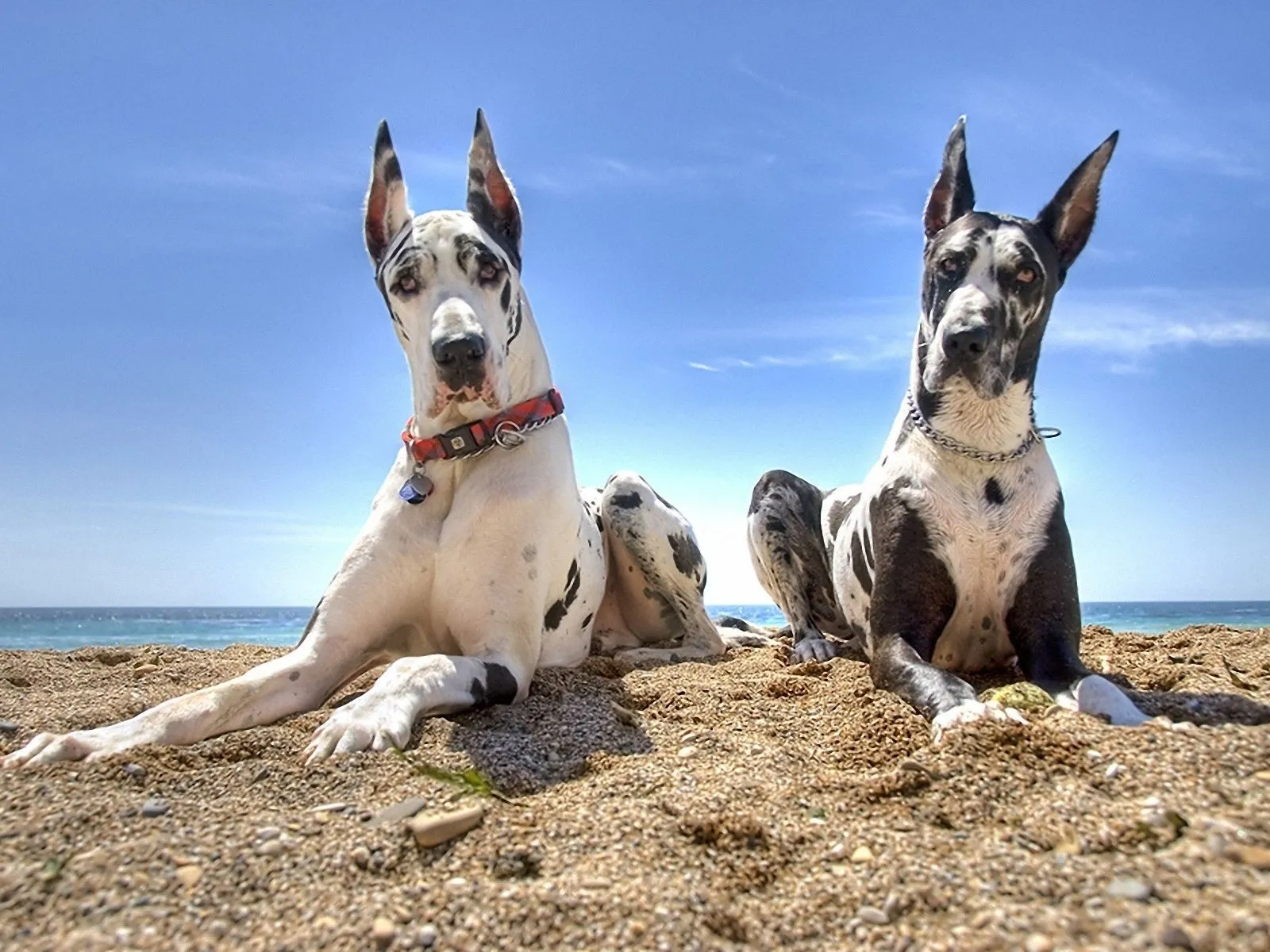 fotos de perro con horejas puntiagudas para facebook ~ Mejores ...