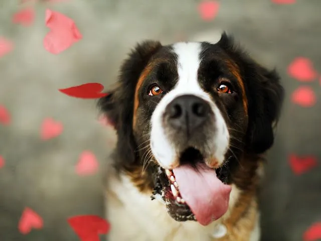 fotos de perro con lengua afuera para facebook ~ Mejores Fotos del ...