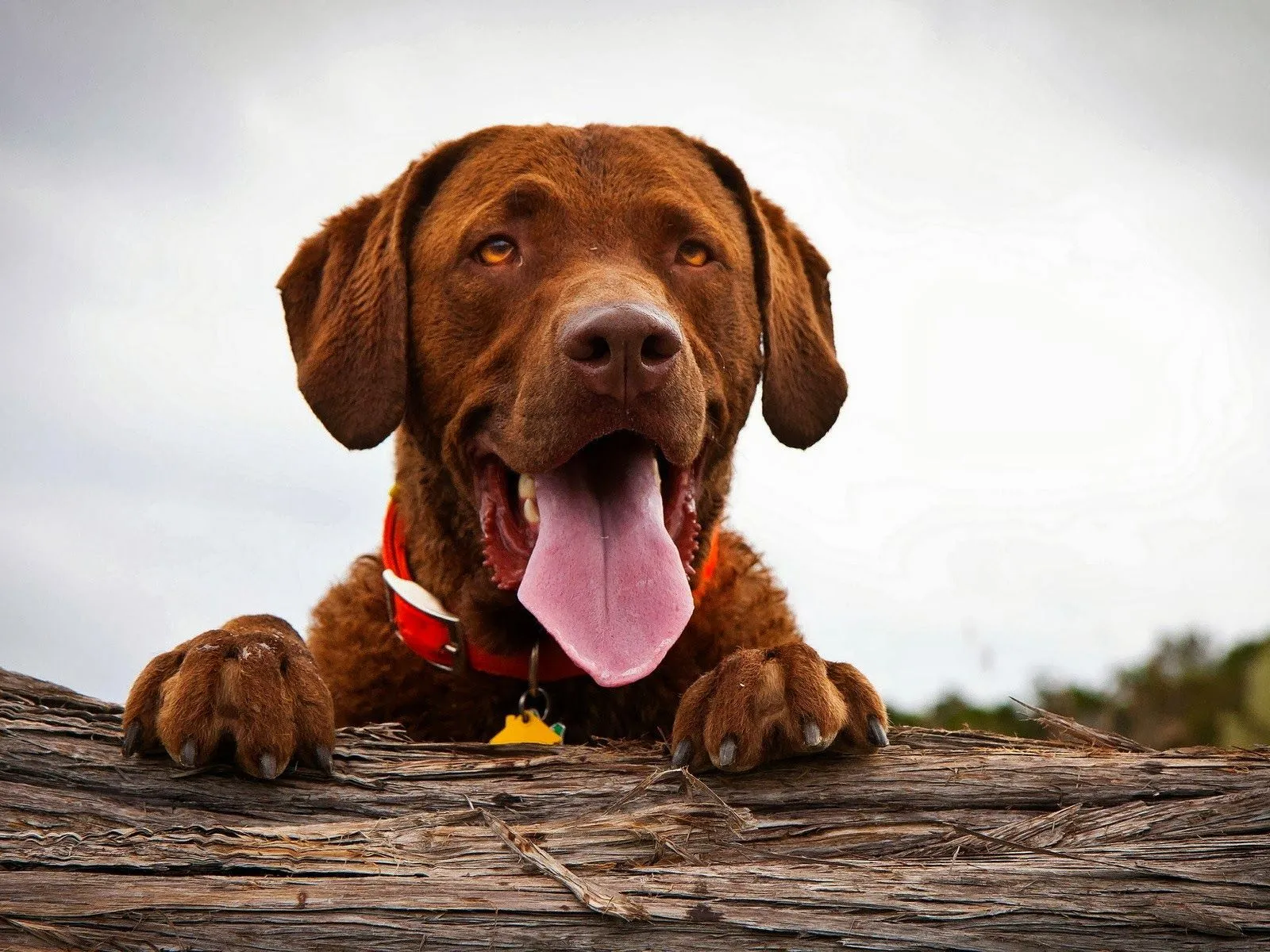 Fotos de perro con lengua fuera ~ Mejores Fotos del Mundo ...