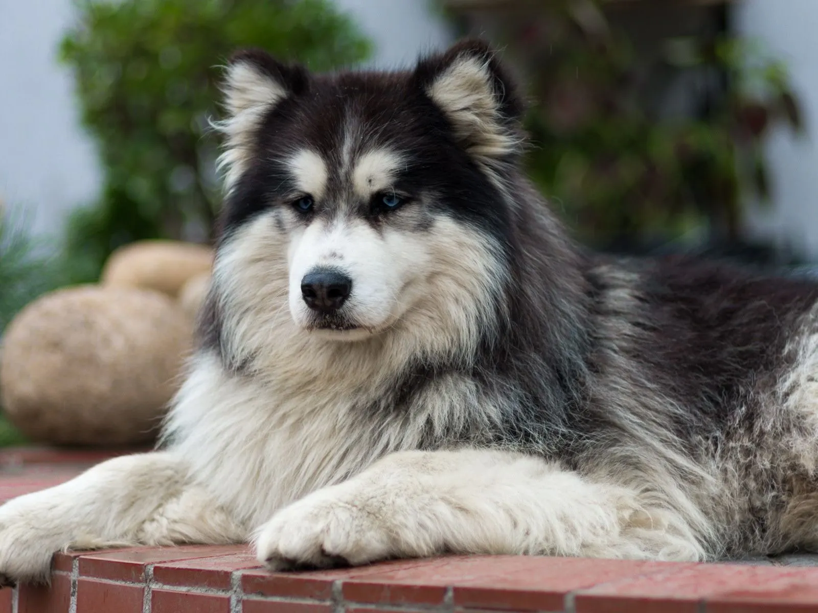 Fotos de perro con ojos azules para facebook ~ Mejores Fotos del ...