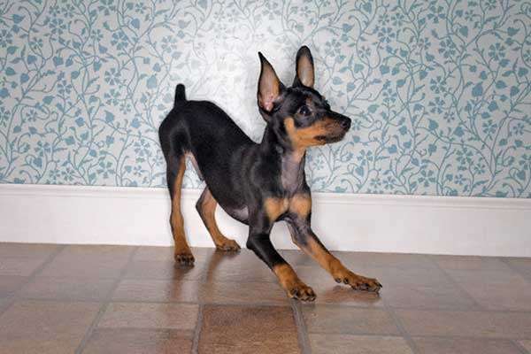 Fotos de perro pincher doberman enano macho de 1 año - Pichincha ...