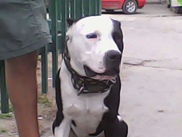 Fotos de Perro pitbulls stanford para monta en bosa los saltos son ...