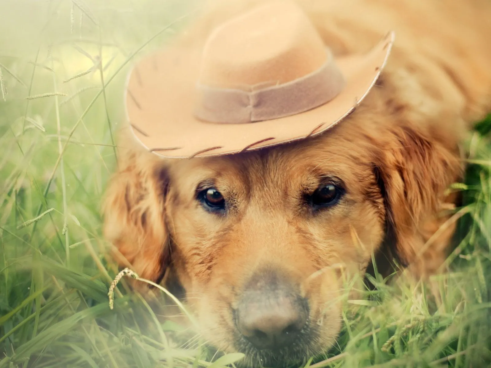 Fotos de perro con sombrero para facebook ~ Mejores Fotos del ...