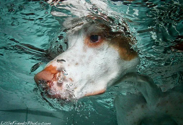 Fotos De Perros Abajo Del Agua [HD] - Taringa!