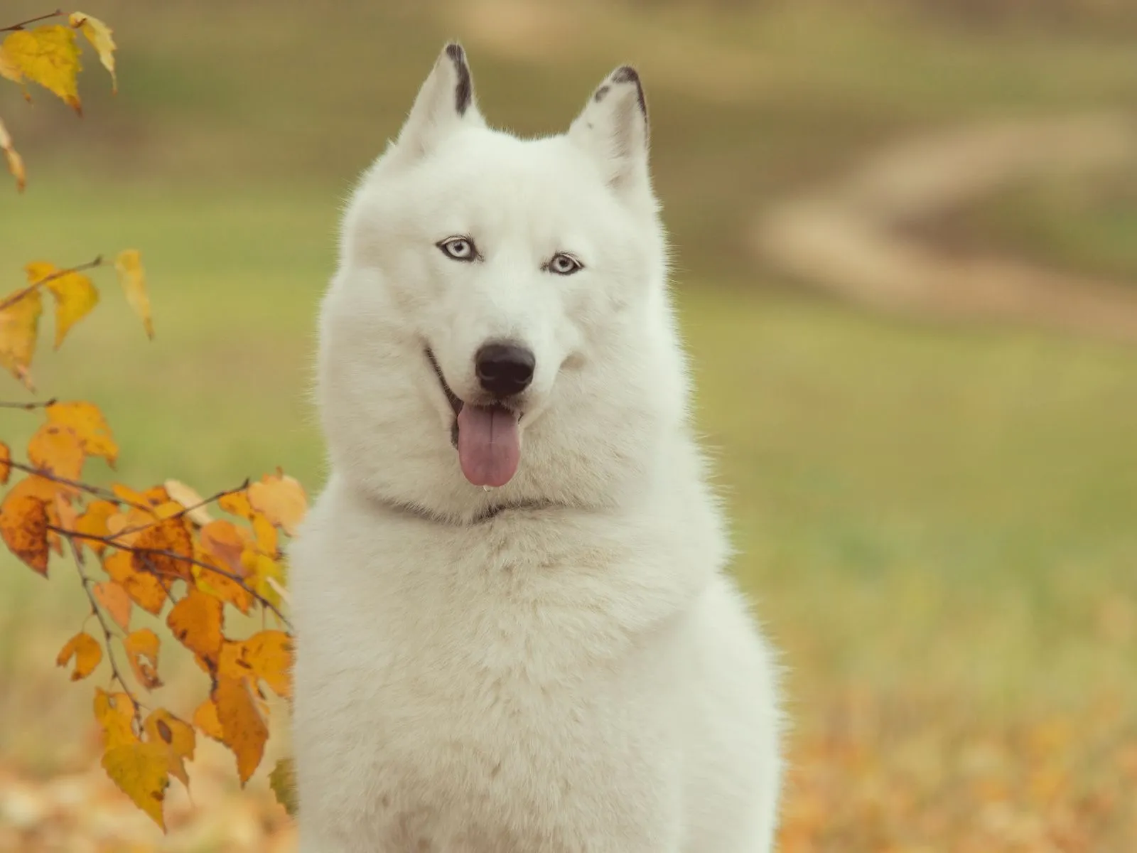 Fotos de perros blancos sacando su lengua ~ Mejores Fotos del ...