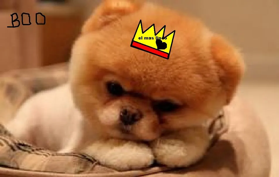 Fotos de perros bonitos del mundo - Imagui