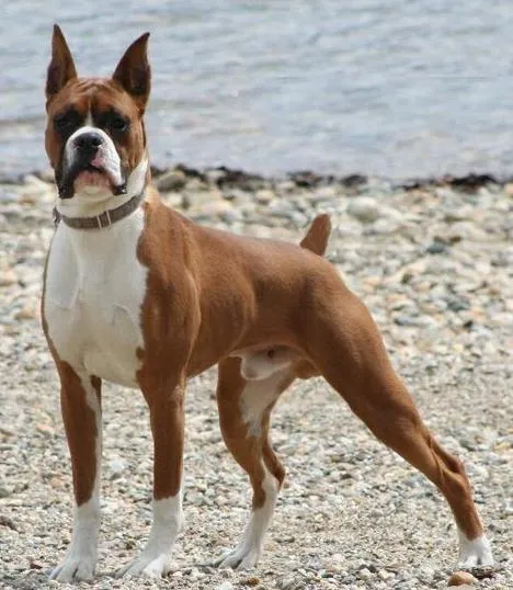 Razas de perros boxer atigrado - Imagui