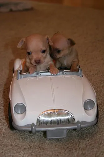 fotos de perros cachorros graciosos