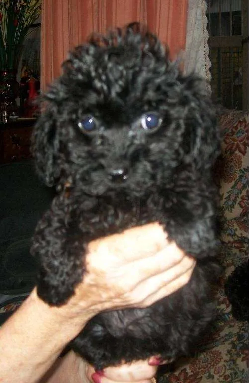 Fotos de Perros y cachorros poodle toys en Concepción, Chile