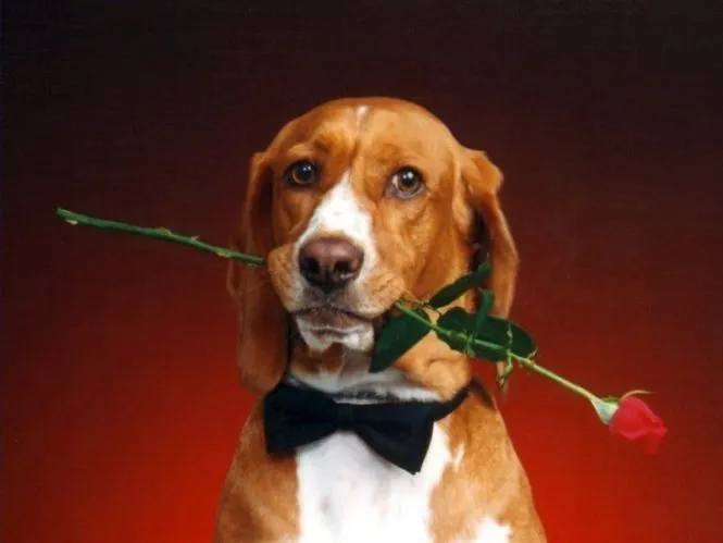 Fotos de perros con corazones y flores día del amor | Para San ...