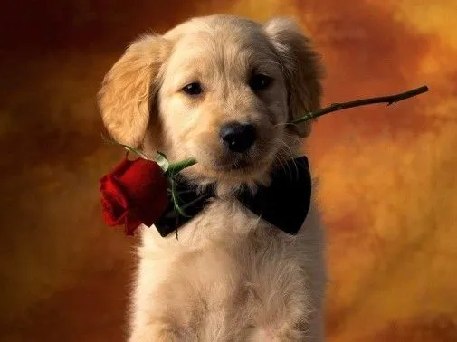 Fotos de perros con corazones y flores día del amor | Para San ...