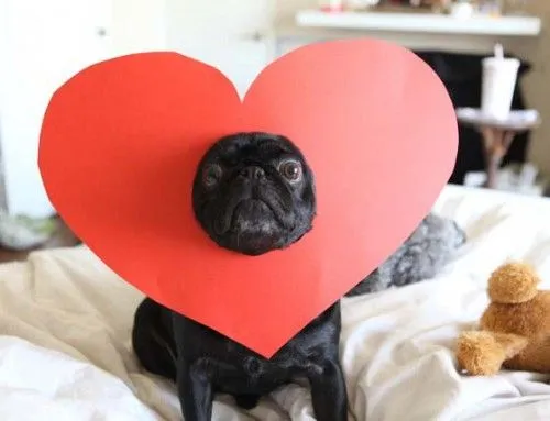 Fotos de perros con corazones y flores día del amor | Para San ...