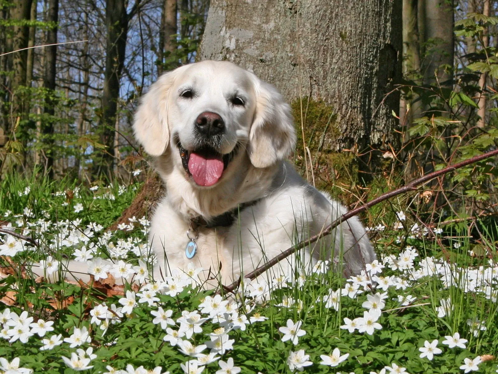 Fotos de perros con flores ~ Mejores Fotos del Mundo | Fotografías ...