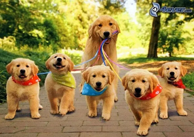 Fotos de perros golden cachorros tiernos - Imagui