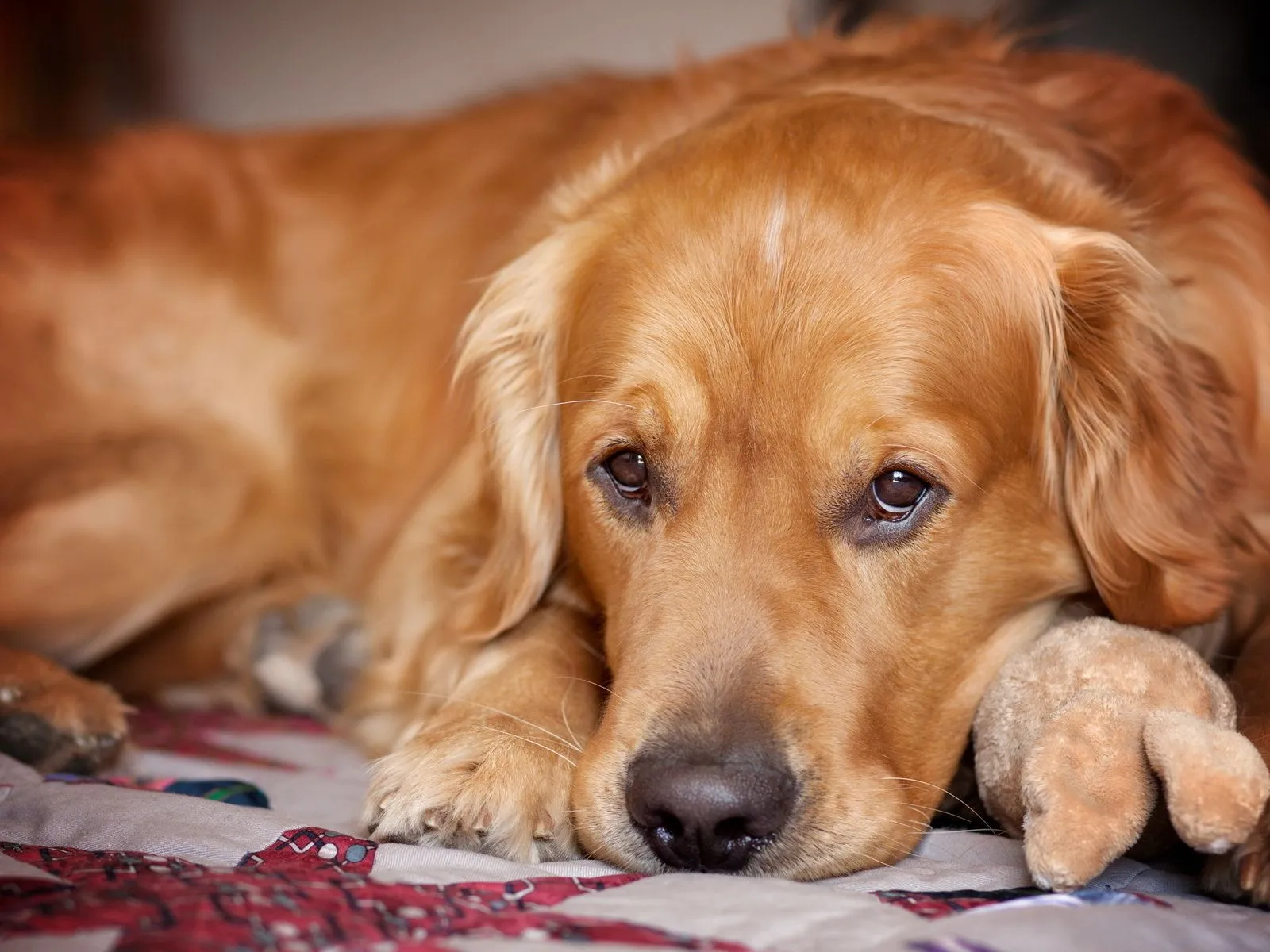 Fotos de perros con mirada de tristeza Mejores fotos del mundo ...