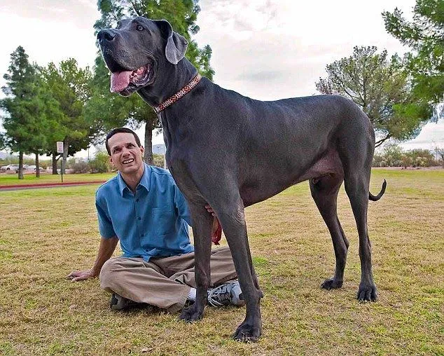 Fotos de los perros mas grandes del mundo - Imagui