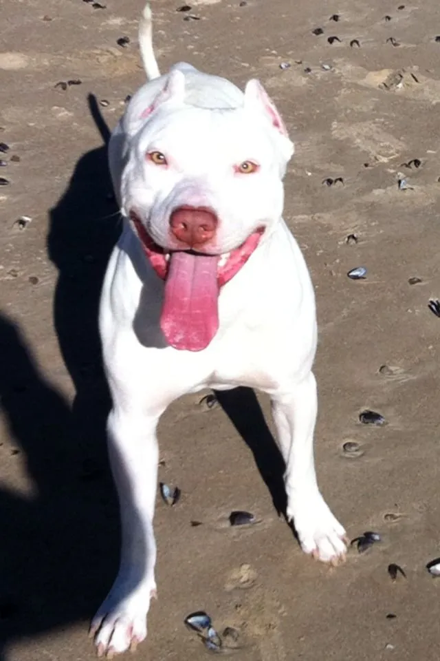 Fotos De Perros: Pitbull Blanco