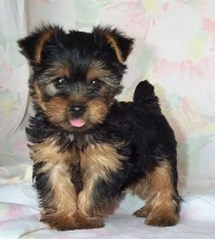 Fotos De Perros: Yorkie Bebe