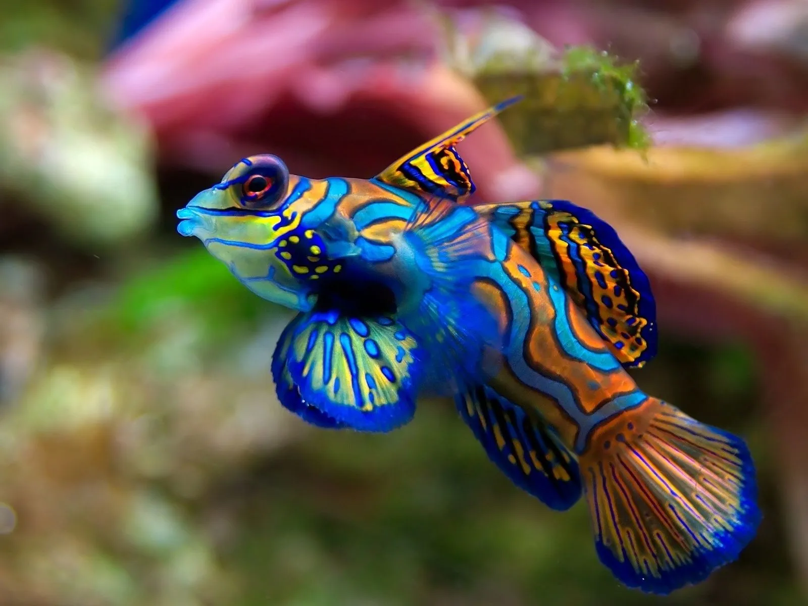 Imagenes de peces HD - Imagui