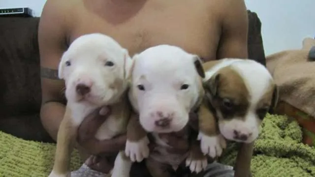 Cachorros pitbull en venta - Imagui