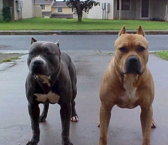 pitbulls | Il Nuovo Online